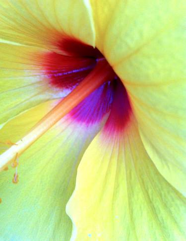 Original Expressionism Floral Photography by Ken Lerner