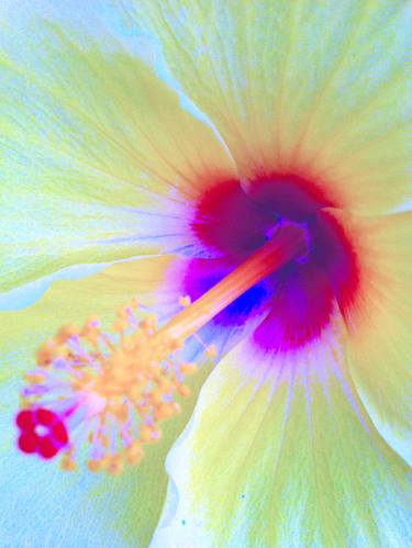 Original Abstract Floral Photography by Ken Lerner