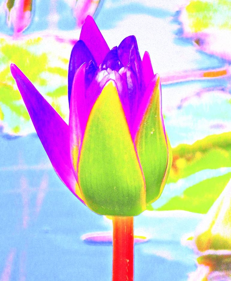 Original Floral Photography by Ken Lerner Expressionism Art on Paper Central Park 5 Bethesda Fountain Water Lily 3a1 Limited Edition 1 of 3 Original Floral Photography by Ken Lerner Expressionism Art on Paper Central Park 5 Bethesda Fountain Water Lily 3a1 Limited Edition 1 of 3
