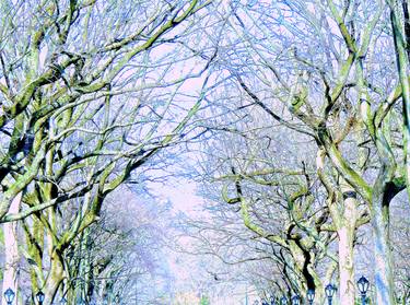 Central Park February - The Trees of Poet's Walk 3f thumb