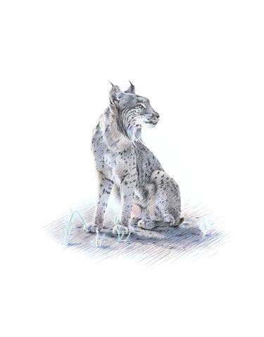 Original Animal Drawings by Mariano Tardon