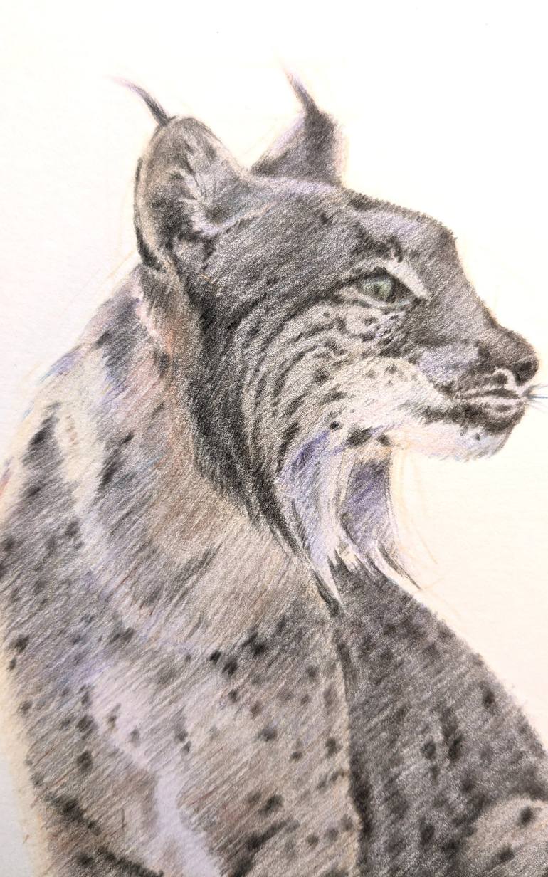 Original Illustration Animal Drawing by Mariano Tardon