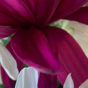 Fragile Silks