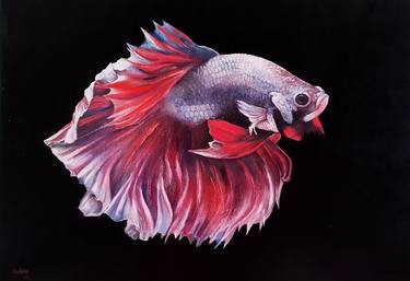 Original Fish Paintings by Tomas Castano