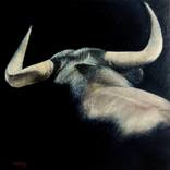 Collection Bulls
