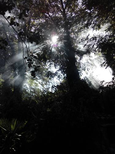 Sunbeams seeping through smoke and foliage of a tree thumb