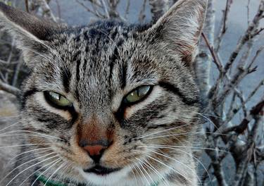 feline look thumb