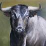 Beautiful figure of a bull in the field, the animal shows his nobility and bravery