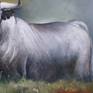 Beautiful figure of a bull in the field, the animal shows his nobility and bravery