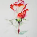 Rose by Valentina Procenko