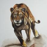 Lioness by Valentina Procenko
