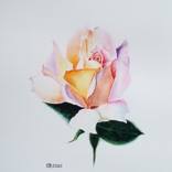 Roze by Valentina Procenko