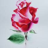 Roze by Valentina Procenko
