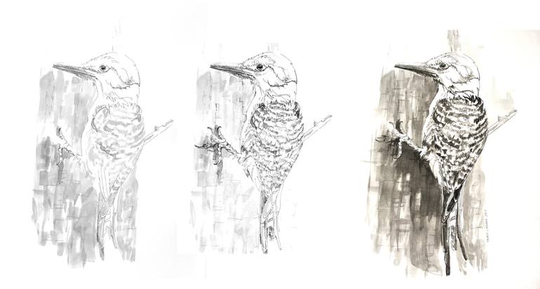 Original Illustration Animal Drawing by Tracy Lindner