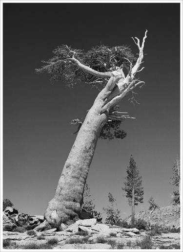 Original Tree Photography by tom yglesias