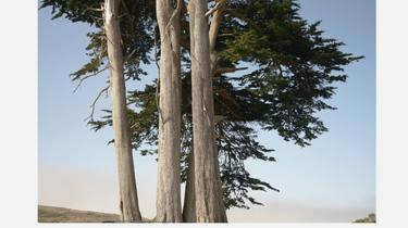 CYPRESS TREE  3 - Limited Edition of 25 thumb