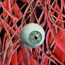 Eyeball close-up