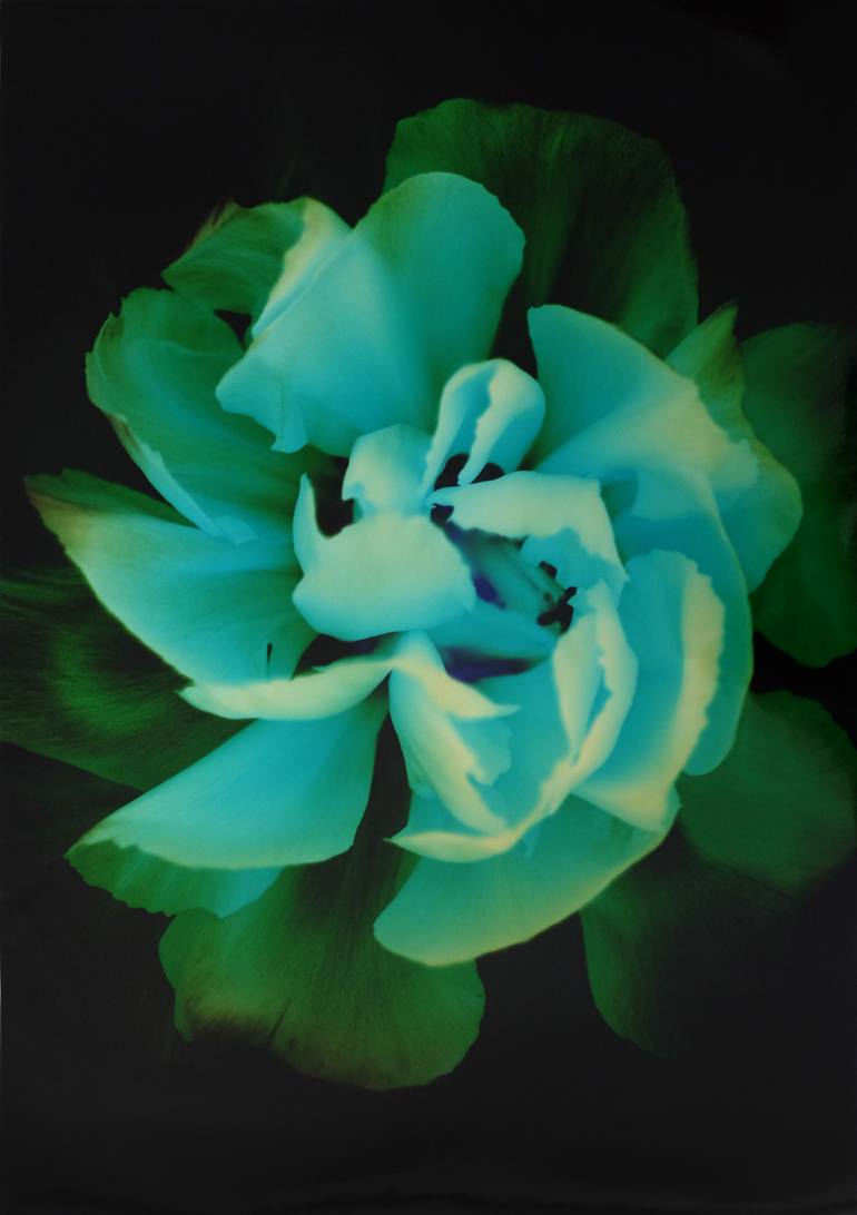 Original Floral Photography by Lisa Barber | Contemporary Art on Paper | Shadow Light - Carnation Green