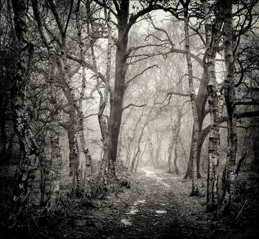 Edwinstowe Woods, Sherwood Forest thumb