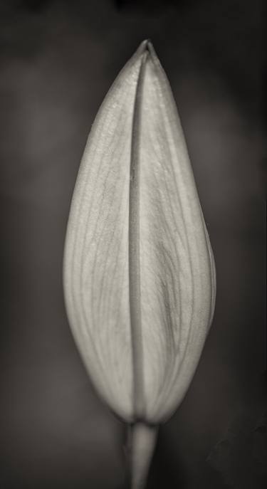 Flower Study no 1 thumb