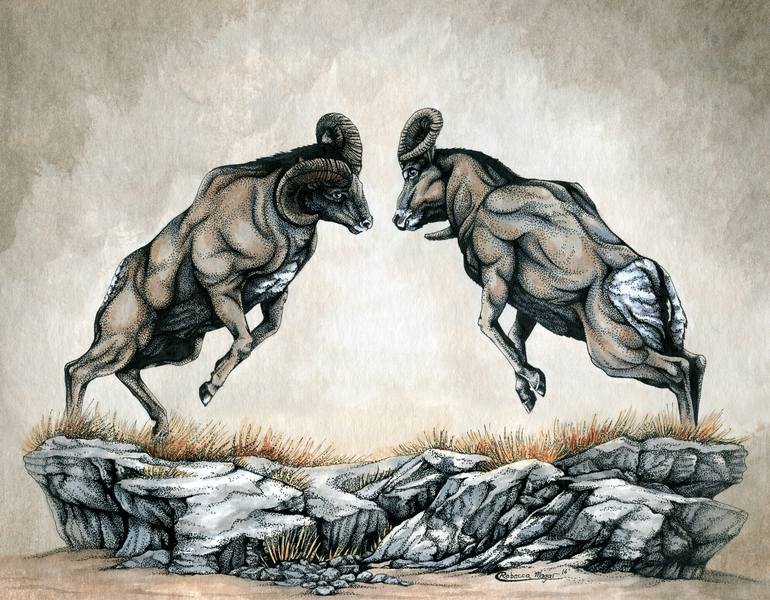 The Battle of Rams Drawing by Rebecca Magar | Saatchi Art