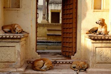 Four Dogs | India 2015 - Limited Edition 1 of 5 thumb