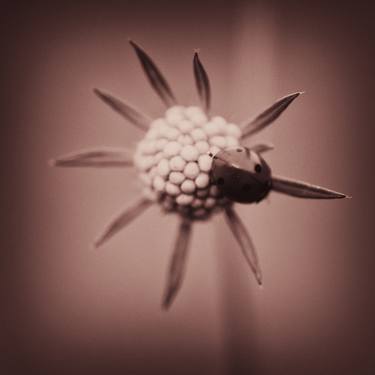 Ladybug on flower - Limited Edition 1 of 20 thumb