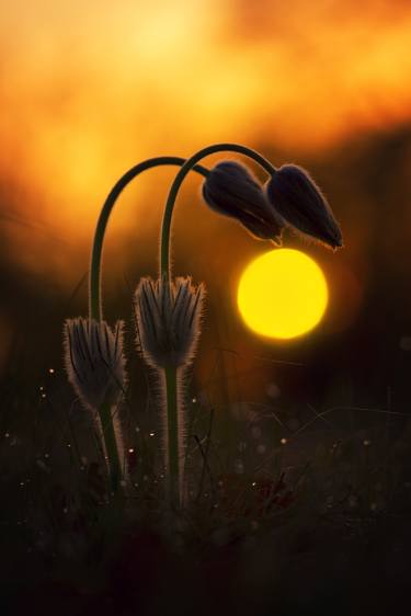 Print of Fine Art Nature Photography by Michal Candrak