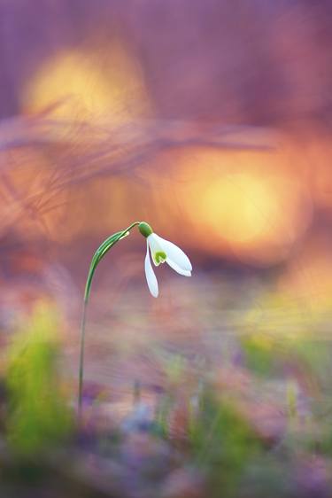 Print of Fine Art Nature Photography by Michal Candrak