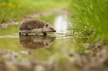 Print of Fine Art Animal Photography by Michal Candrak