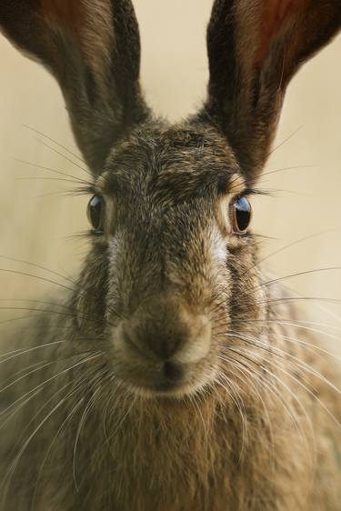 Print of Animal Photography by Michal Candrak