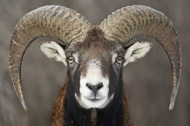 Mouflon portrait - Limited Edition 1 of 20 thumb