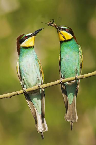Bee eater - Limited Edition 1 of 20 thumb