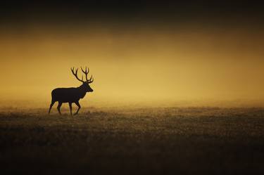 Print of Fine Art Animal Photography by Michal Candrak