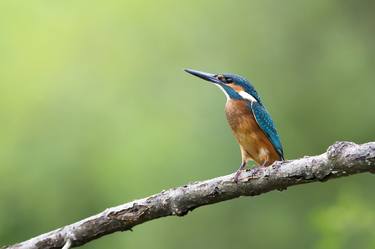 Kingfisher - Limited Edition 1 of 20 thumb