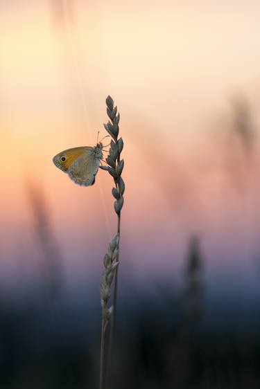 Print of Fine Art Nature Photography by Katarina Candrakova