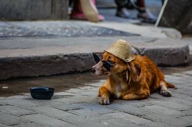 Print of Dogs Photography by Rob Powell