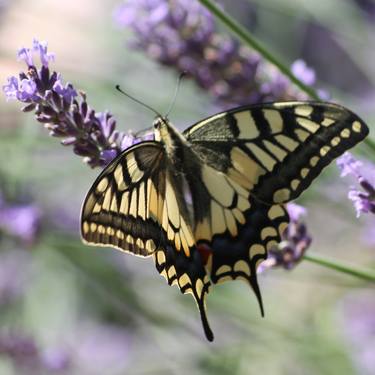 swallowtail on lavender - Limited Edition 1 of 10 thumb