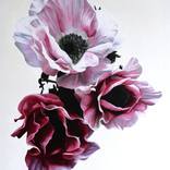 Radiant Windlfowers by Freya Powell