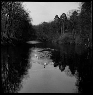 swan lake - Limited Edition 1 of 10 thumb