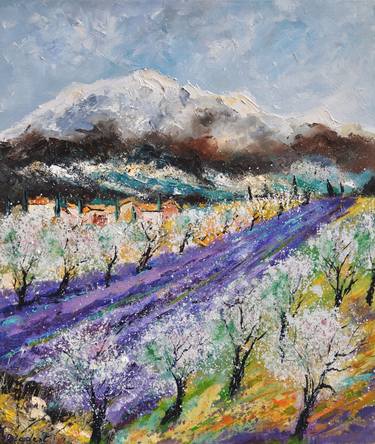 Blooming almond trees in Provence thumb