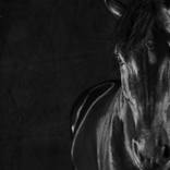 Collection Horse Series