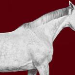 Collection Horse Series