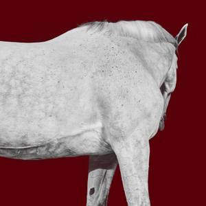 Collection Horse Series