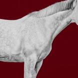 Collection Horse Series
