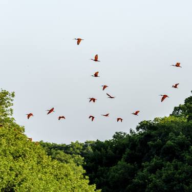 The Dance of the Scarlet Ibis Trinidad thumb