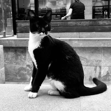 Print of Black & White Cats Photography by Malika Sadykova