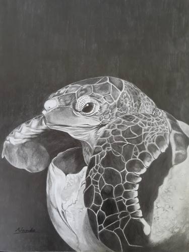 Print of Fine Art Animal Drawings by Nando Poluakan