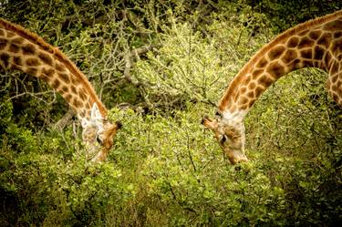 African giraffes thumb