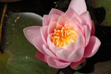 Original Documentary Floral Photography by Samuel Webb